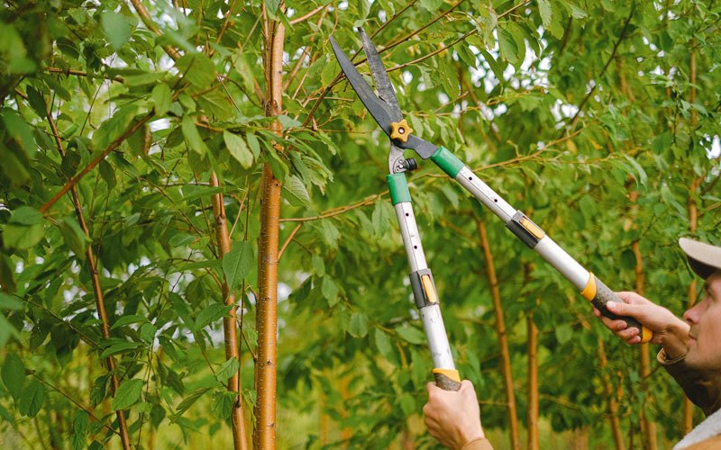 Tree trimming in Saybrook, IL
