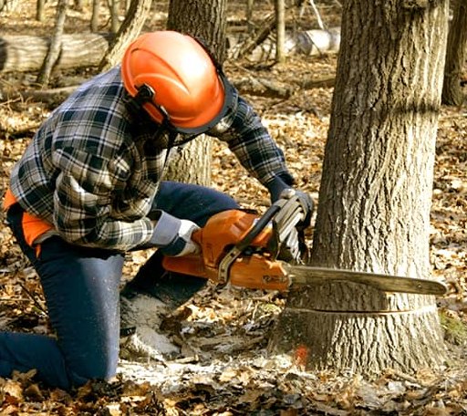 Tree Removal in Saybrook, IL